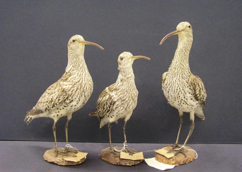 Коллекция птиц Этторе Арригони дельи Одди